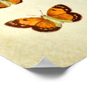 Poster Papillon vintage 351 (Coin)