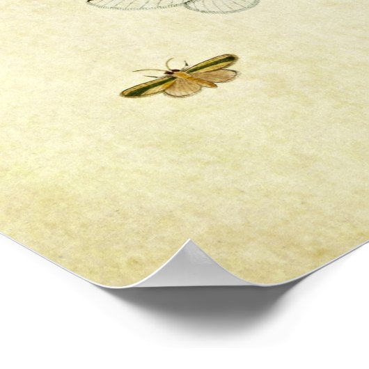 Poster Papillon vintage 355 (Coin)