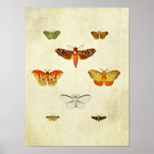 Poster Papillon vintage 355 (Devant)