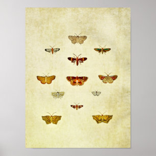 Poster Papillon vintage 357