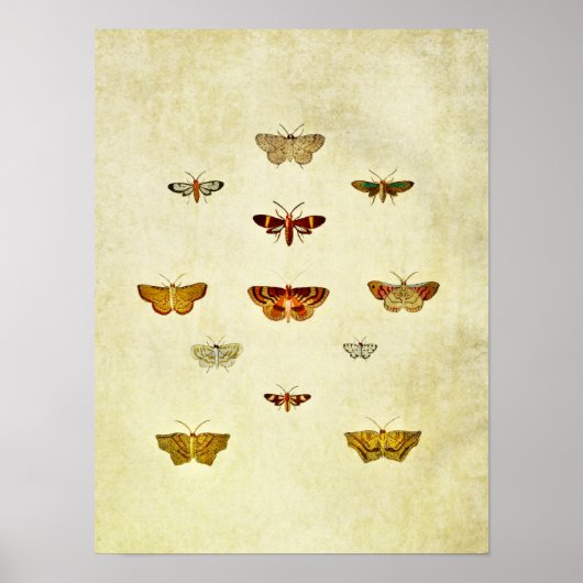 Poster Papillon vintage 357 (Devant)