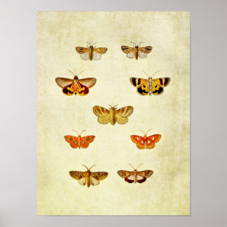 Poster Papillon vintage 358
