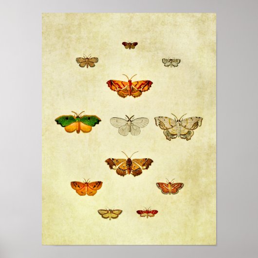 Poster Papillon vintage 360 (Devant)