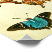Poster Papillon vintage 364 (Coin)