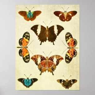 Poster Papillon vintage 364