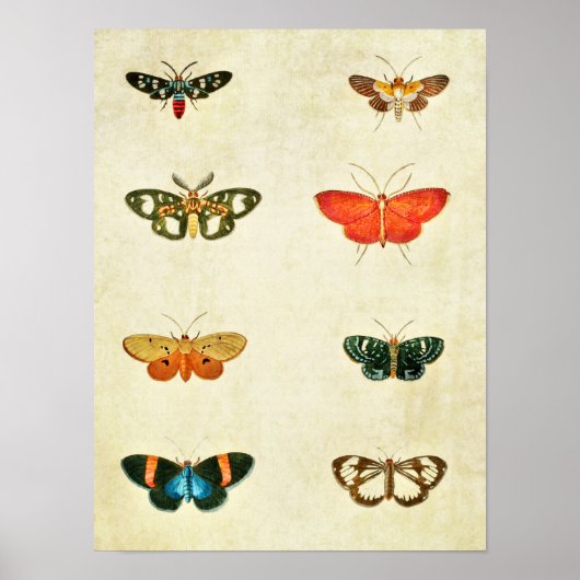 Poster Papillon vintage 368 (Devant)