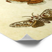 Poster Papillon vintage 383 (Coin)