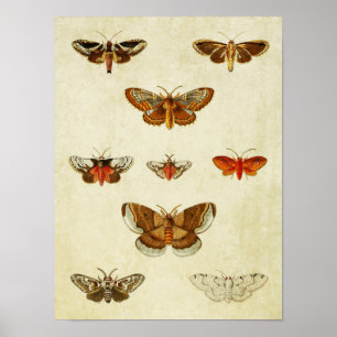 Poster Papillon vintage 383