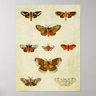 Poster Papillon vintage 383