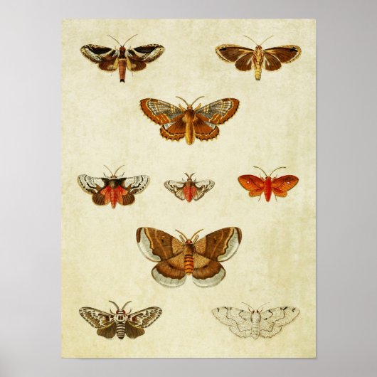 Poster Papillon vintage 383 (Devant)