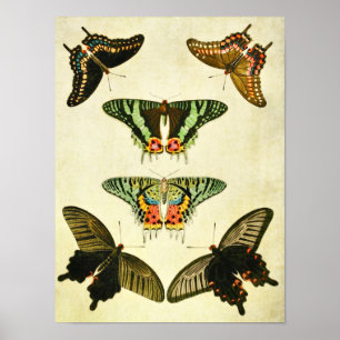 Poster Papillon vintage 385