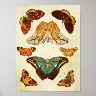 Poster Papillon vintage 389