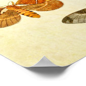 Poster Papillon vintage 395 (Coin)