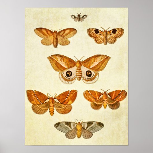 Poster Papillon vintage 395 (Devant)