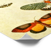 Poster Papillon vintage 398 (Coin)