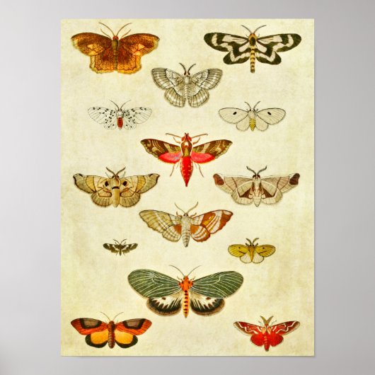 Poster Papillon vintage 398 (Devant)