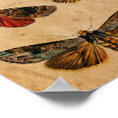 Poster Papillon vintage & Caterpillar Antique (Coin)
