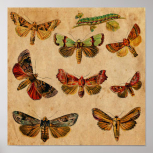 Poster Papillon vintage & Caterpillar Antique
