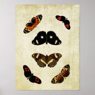 Poster Papillon vintage imprimé 190