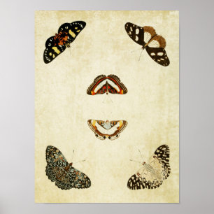 Poster Papillon vintage imprimé 192