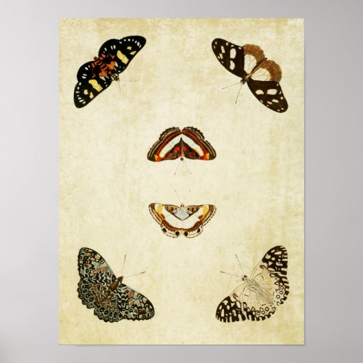 Poster Papillon vintage imprimé 192 (Devant)