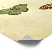 Poster Papillon vintage imprimé 194 (Coin)