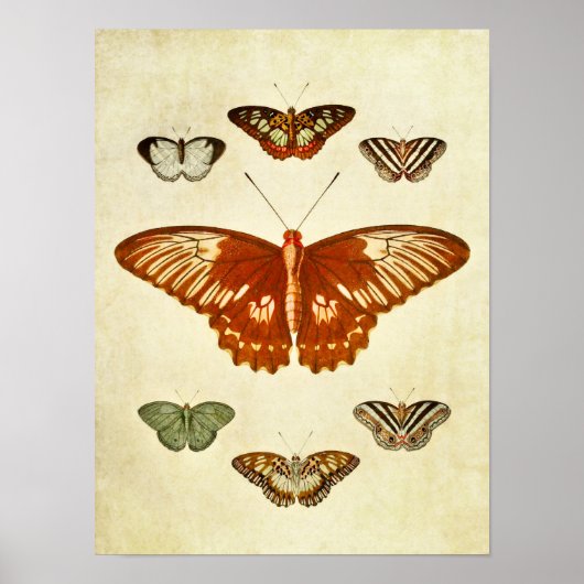 Poster Papillon vintage imprimé 194 (Devant)