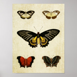 Poster Papillon vintage imprimé 195