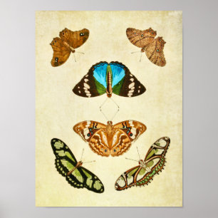 Poster Papillon vintage imprimé 196