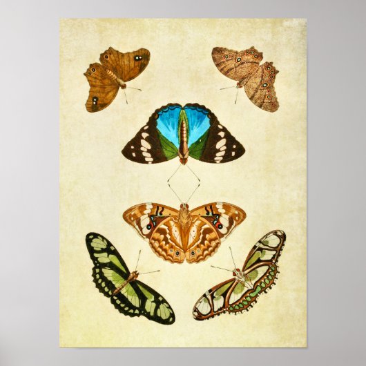 Poster Papillon vintage imprimé 196 (Devant)