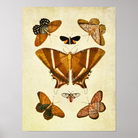 Poster Papillon vintage imprimé 198 (Devant)