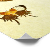 Poster Papillon vintage imprimé 244 (Coin)