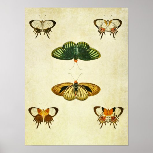 Poster Papillon vintage imprimé 244 (Devant)