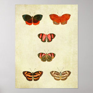 Poster Papillon vintage imprimé 256