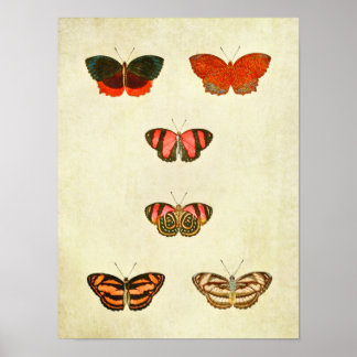 Poster Papillon vintage imprimé 256