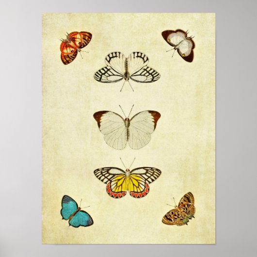 Poster Papillon vintage Print 201 (Devant)