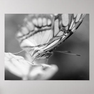 Poster Papillon Visage Nature Noir Et Blanc