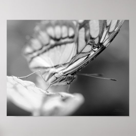 Poster Papillon Visage Nature Noir Et Blanc (Devant)
