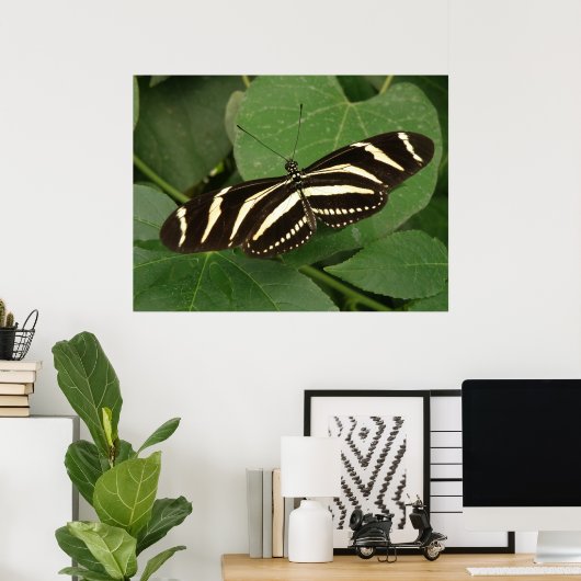Poster Papillon Zebra Longwing (Bureau à domicile)