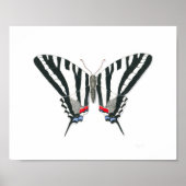 Poster Papillon Zebra Swallowtail Art (Devant)