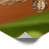 Poster papillon zèbre (Coin)