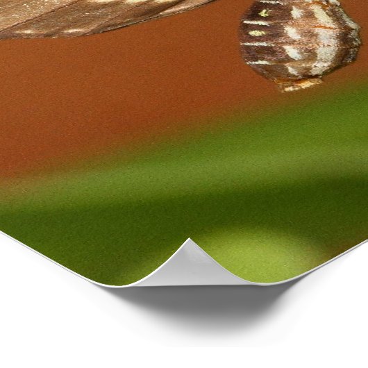 Poster papillon zèbre (Coin)