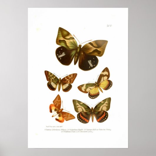 Poster Papillons (Devant)