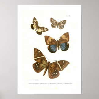 Poster Papillons