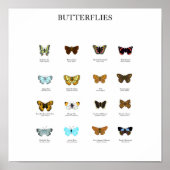 Poster Papillons (Devant)