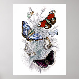Poster papillons