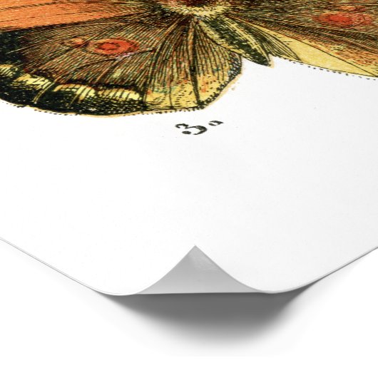 Poster Papillons (Coin)