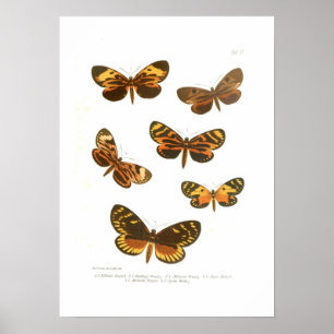 Poster Papillons