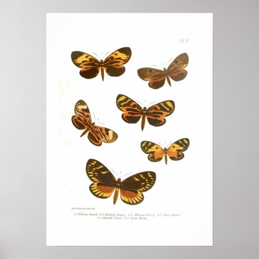 Poster Papillons (Devant)