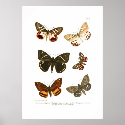Poster Papillons (Devant)